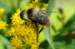 Eristalis flavipes