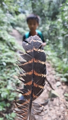 Centropus bengalensis