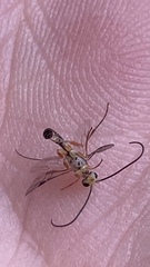 Ichneumonoidea