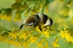 Eristalis flavipes