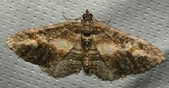 Eucymatoge