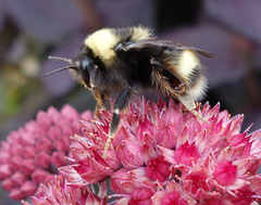 Bombus mckayi