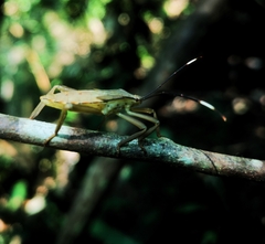 Pseudomictis distinctus