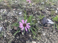 Echinacea tennesseensis