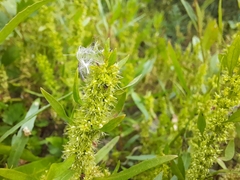 Rumex fueginus