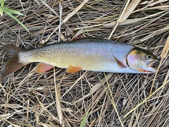 Oncorhynchus clarkii