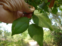 Prunus domestica