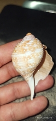 Tonna pennata