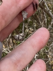 Rhopalomyia californica