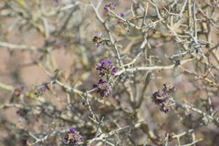 Psorothamnus polydenius