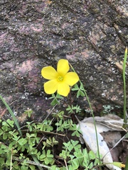 Oxalis perennans