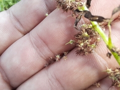 Rumex fueginus