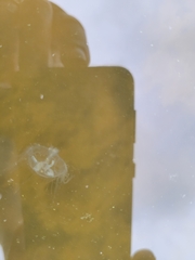 Craspedacusta sowerbii