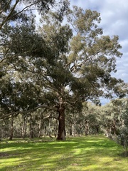 Eucalyptus melliodora