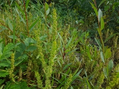 Rumex fueginus