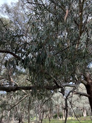 Eucalyptus melliodora