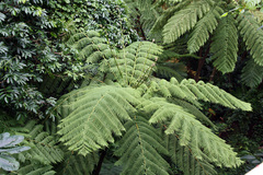 Cyathea arborea