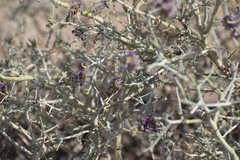Psorothamnus polydenius