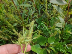 Rumex fueginus