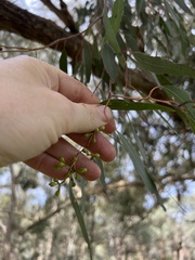 Eucalyptus melliodora