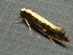 Monopis ethelella