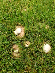 Psathyrella epimyces