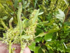 Rumex fueginus