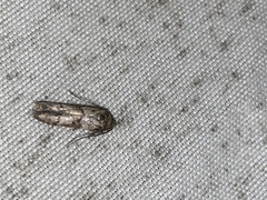 Blastobasis glandulella