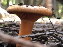 Lactarius deterrimus