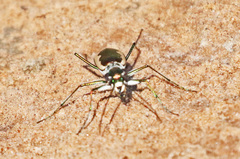 Eunota circumpicta