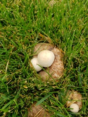 Psathyrella epimyces