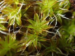 Syntrichia
