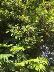 Tabebuia heterophylla