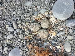 Charadrius bicinctus