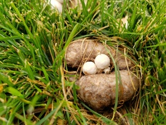 Psathyrella epimyces