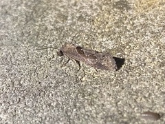 Pelochrista similiana