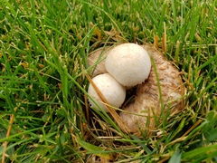 Psathyrella epimyces