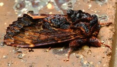 Sorama bicolor
