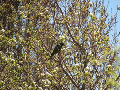 Thectocercus acuticaudatus