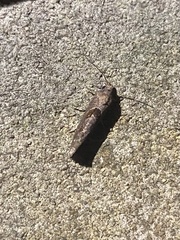 Pelochrista similiana