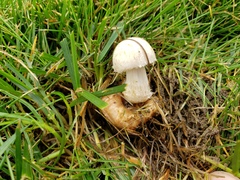Psathyrella epimyces