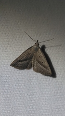 Macrochilo hypocritalis