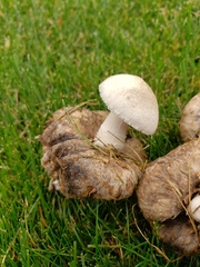 Psathyrella epimyces