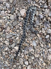Lampropeltis splendida