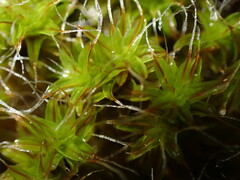 Syntrichia