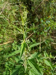 Urtica dioica