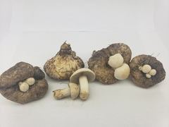 Psathyrella epimyces