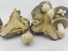 Psathyrella epimyces