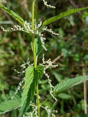 Urtica dioica