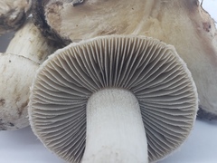 Psathyrella epimyces